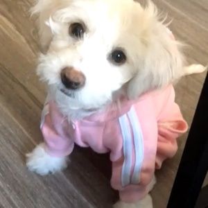 🛍4for$20🛍 Adidog Pink Tracksuit